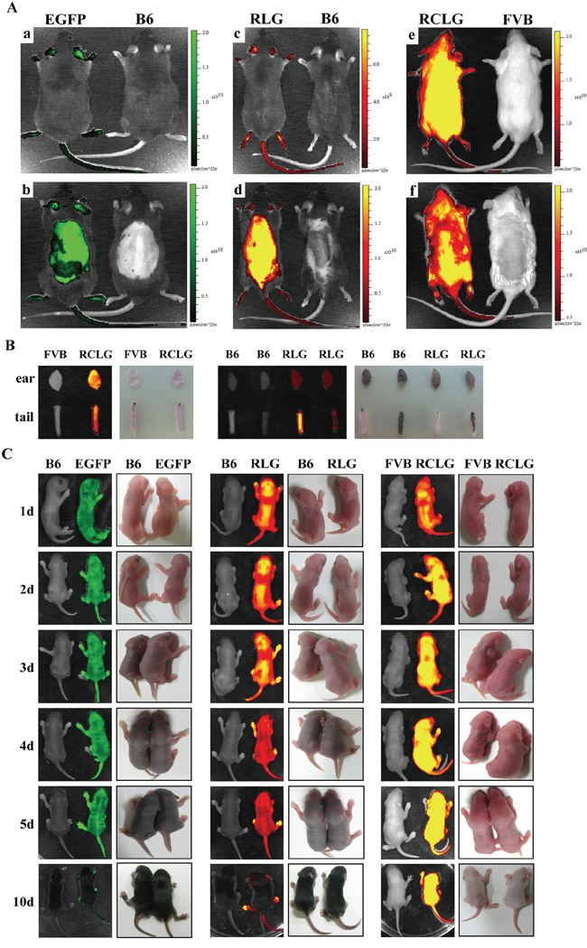 Whole animal and organ fluorescence imaging.