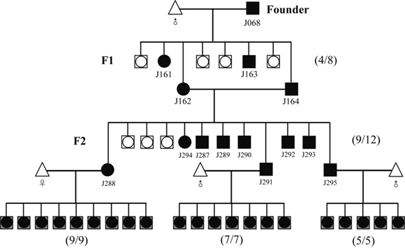 Strategy for distinguishing the homozygous from the heterozygous transgenic alleles by this optical approach.