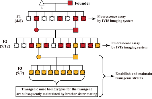 General procedure for identifying the homozygous transgenic mice by in vivo fluorescence imaging.