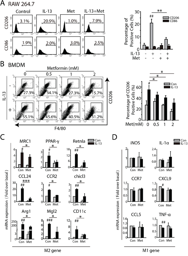 Metformin inhibits M2-like polarization of macrophages induced by IL-13.