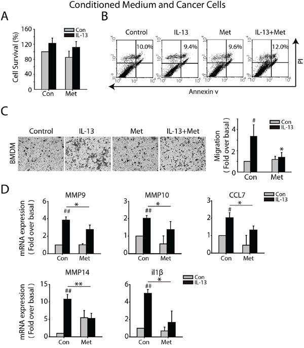Metformin inhibits M2-like macrophages promoted migration of Lewis Cancer Cells (LLCs) in vitro.
