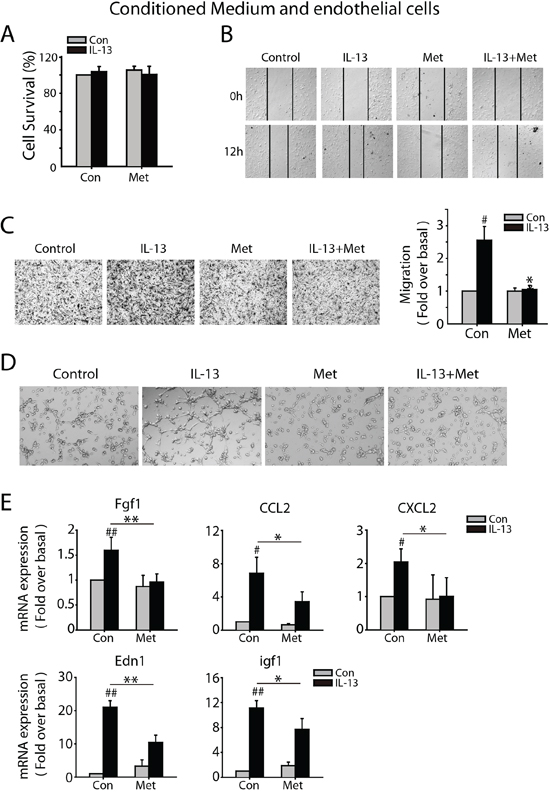 Metformin inhibits M2-like macrophages promoted angiogenesis in vitro.
