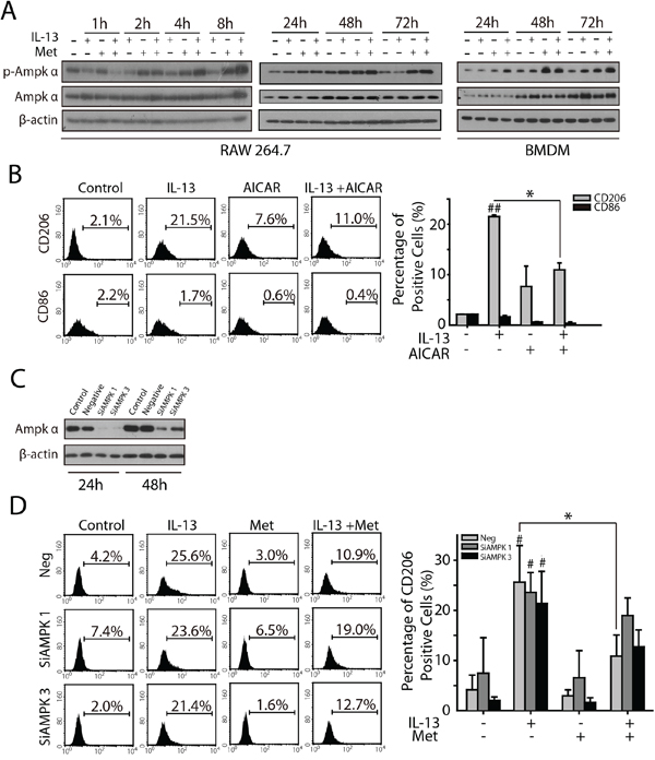 AMPK&#x03B1;1 is involved in metformin inhibited M2-like polarization of macrophages.