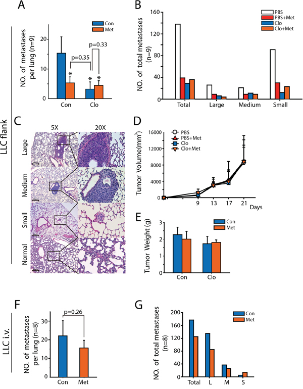 Merfromin inhibits metastasis of LLC in vivo by targeting macrophages.