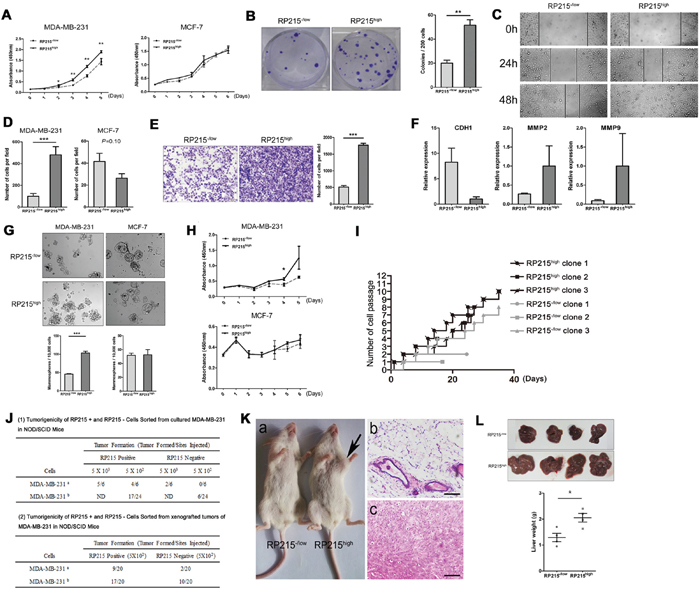 To confirm the involvement of RP215high in the properties of CSCs in sorted RP215high MDA-MB-231 or MCF-7 Cell, the proliferation, division, migration, invasion capacity, as well as the mammospheres formation, drug resistance to chemotherapy drugs, and the tumor initiation and metastasis capacity were determined in vivo, compared with the RP215-/low cells.
