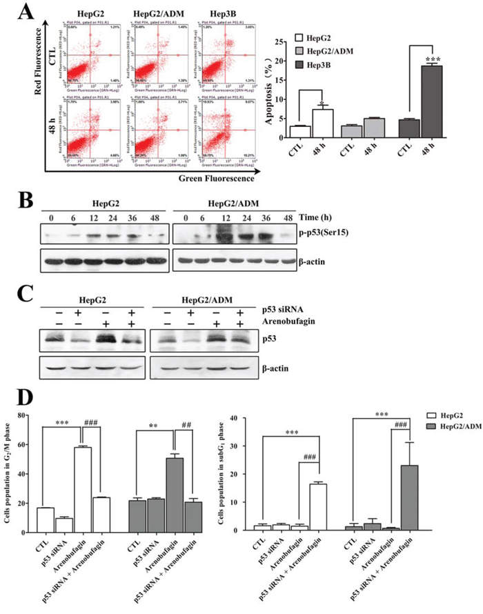 The role of p53 in arenobufagin-induced G2 arrest.