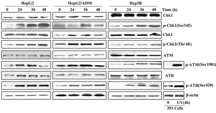 Arenobufagin activates the ATM/ATR-Chk1/Chk2 signaling pathway.