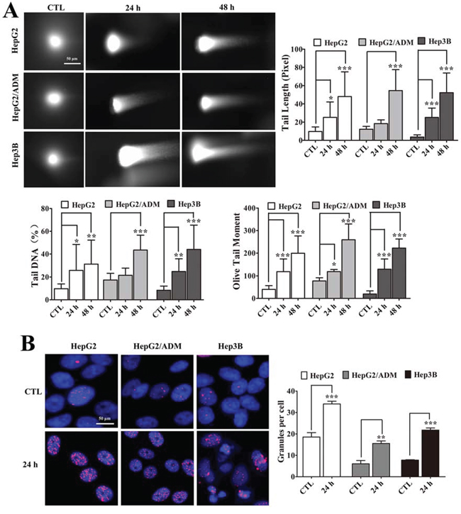 Arenobufagin induces DSBs in cells.