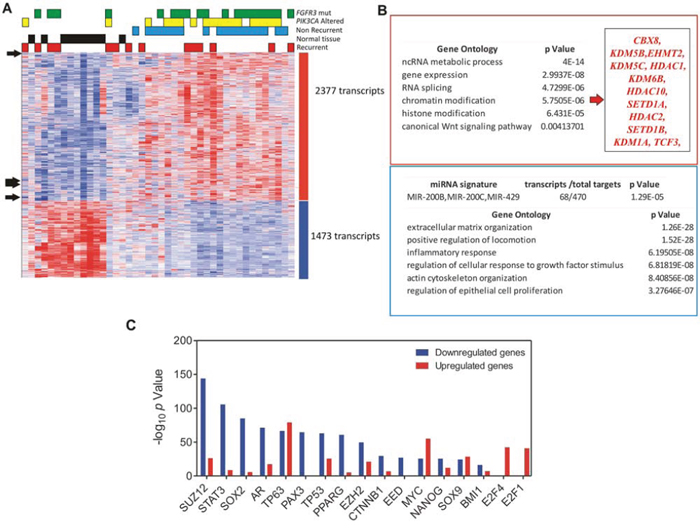 Analysis of genes displaying similar or opposite expression pattern respect to miR-200 family members.