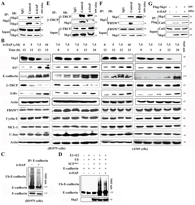 Effects of 6-OAP on Skp2, &beta;-TRCP, Fbxw7 and their substrate proteins.