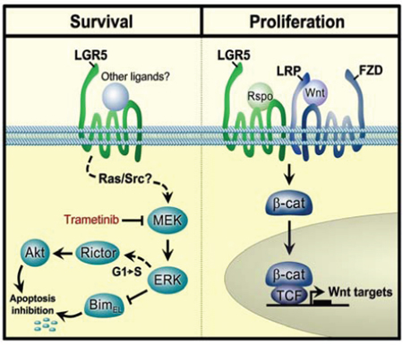 A model showing regulatory modalities for LGR5 in neuroblastoma.