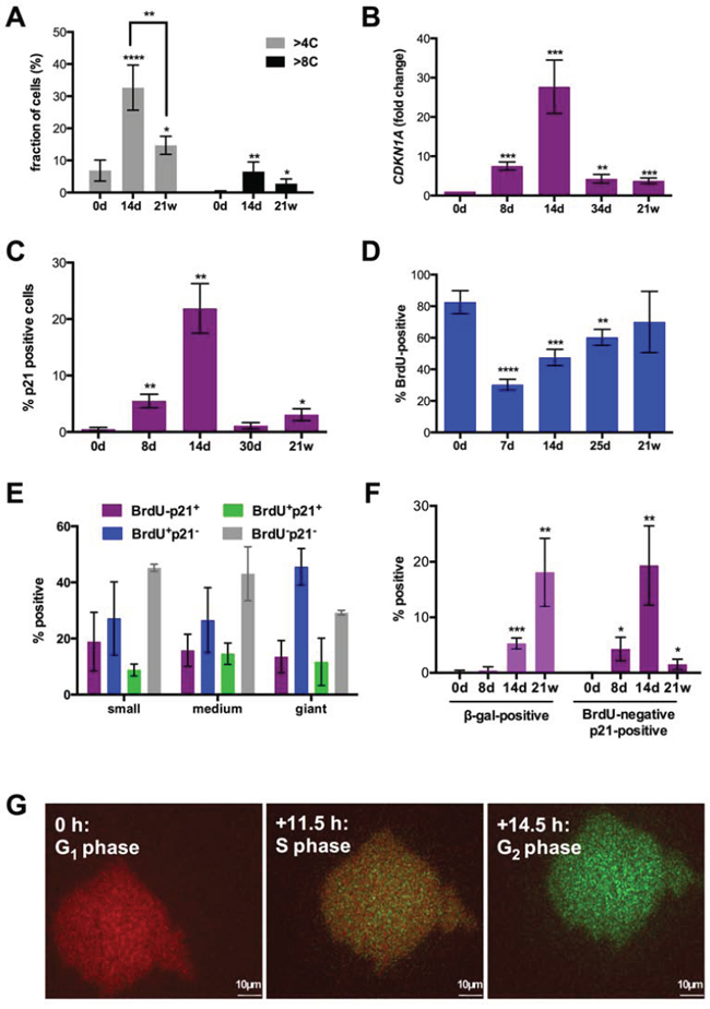 Cell cycle parameters after CPT treatment of SKOV3 cells.