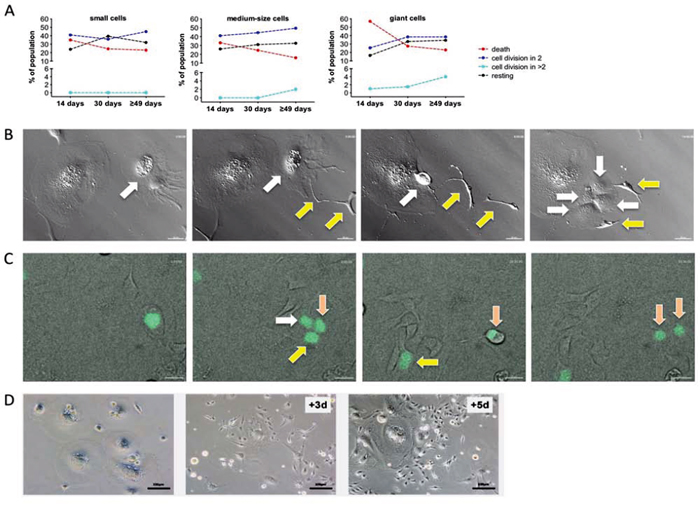 Time-lapse life cell imaging of CPT-treated SKOV3 cells.