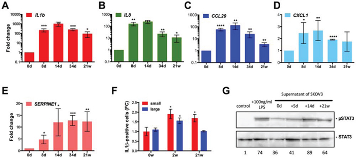 Induction of a pro-inflammatory secretory phenotype after CPT treatment of SKOV3 cells.