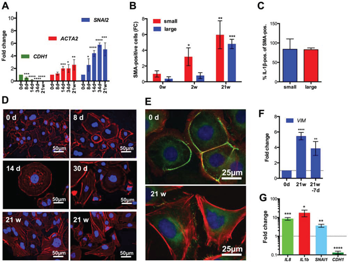 Induction of EMT after CPT treatment of SKOV3 cells.