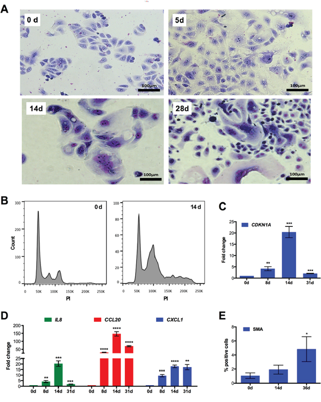 Multi-stage process of chemoresistance acquisition by IGROV-1 cells.