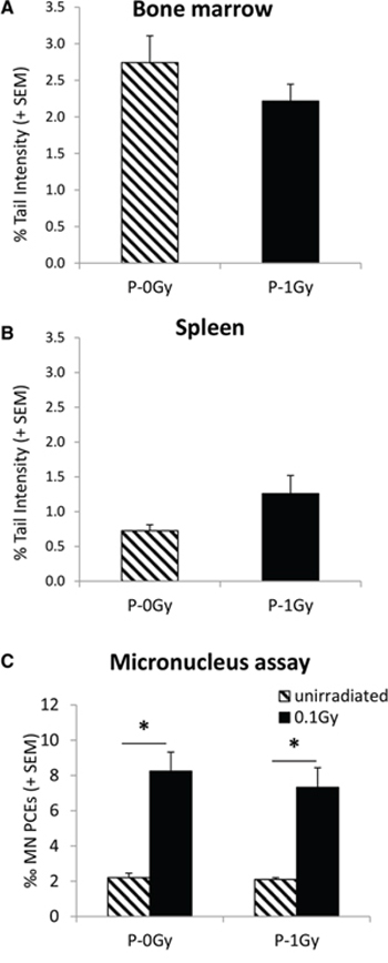 Genomic instability in adult progeny of irradiated (P-1Gy) or unirradiated (P-0Gy) fathers.