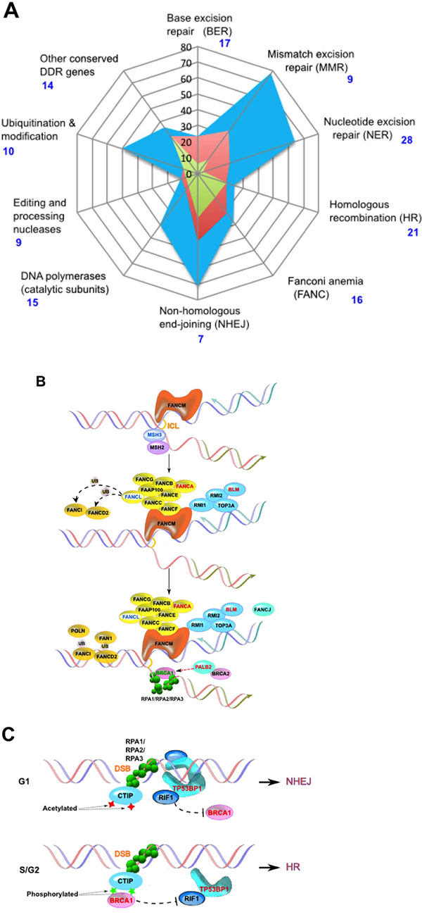 DNA damage response genes in prostate cancer patients.