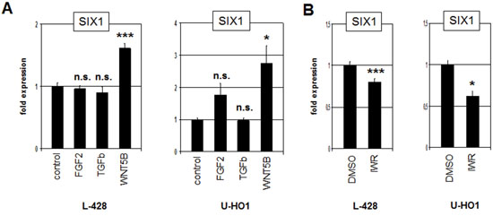 WNT-signalling activates SIX1 expression in HL.