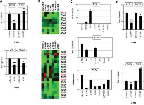 Analysis of MSX1 regulation and of SIX1-cofactors EYA1 and TLE4.