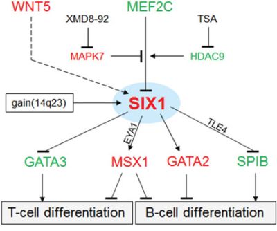 Gene regulatory network (GRN) of SIX1 in HL.