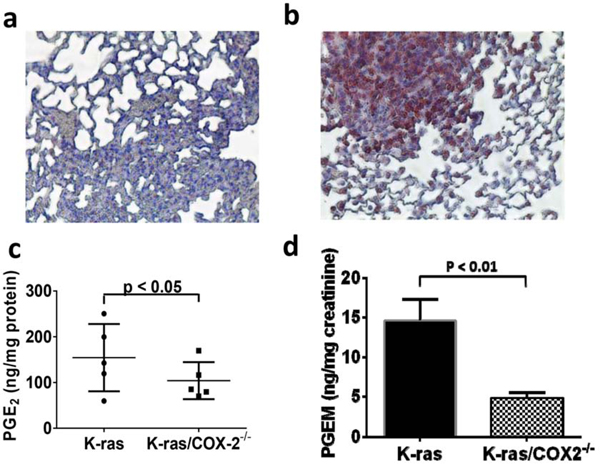 COX-2 knockdown was confirmed by the much lower positive COX-2 signaling in