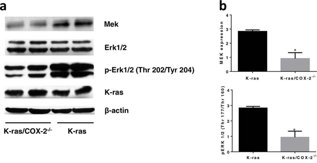 COX-2 deletion led to downregulation of the MAPK pathway and significantly reduced total MEK and p-Erk1/2.
