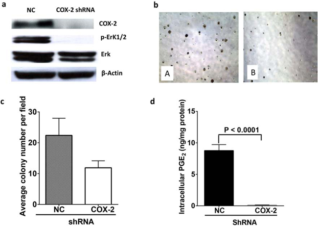 COX-2 knock down reduced colony formation of A549 cells by reduction of PGE2 and down regulation of ERK phosphorylation.