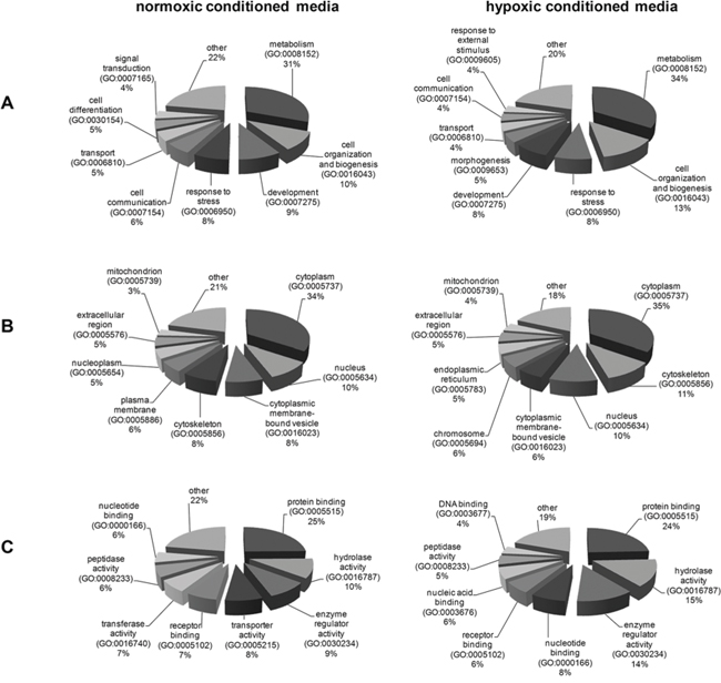 Classification of the differentially secreted proteins according to their biological processes (A), cellular components (B) and their molecular functions (C).