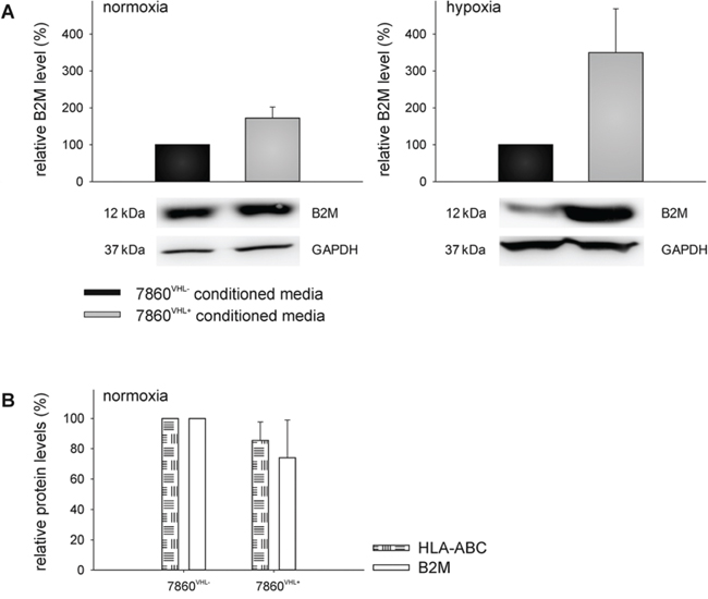 VHL-mediated up-regulation of B2M in the supernatant of 786-0VHL+ cells.