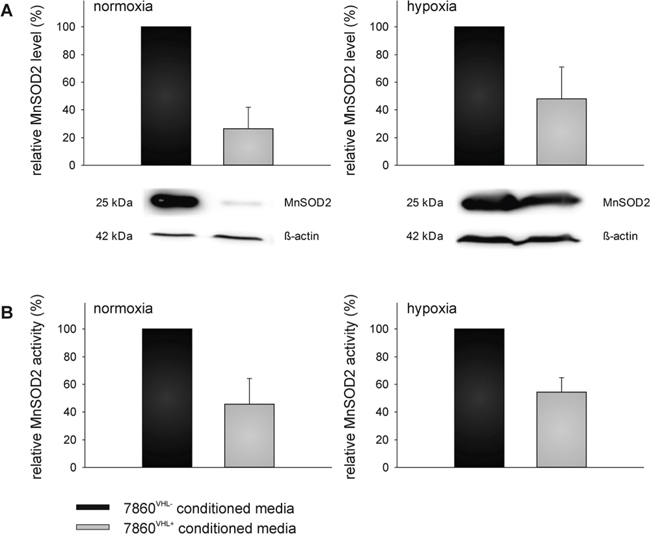 VHL-mediated down-regulation of extracellular superoxide dismutase (MnSOD2) level and activity.