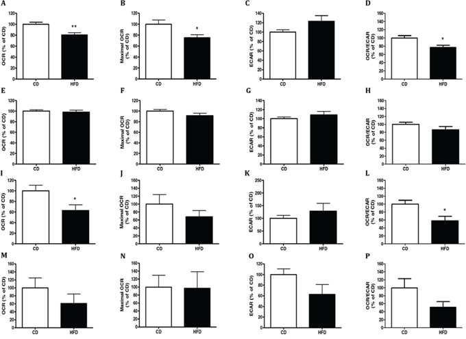 Conditioned media (CM) from HFD-fed mice decreased cells respiration.