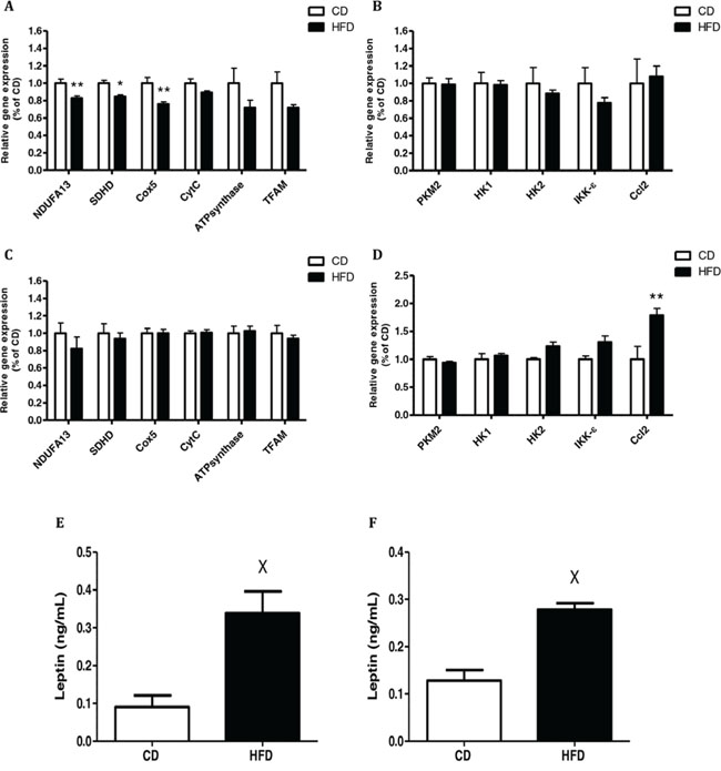 Conditioned media (CM) from high-fat diet (HFD)-fed mice decreased mitochondrial function and had a higher level of leptin.
