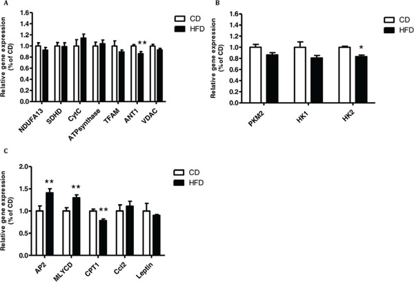 Co-culturing of MC38 cells with subcutaneous adipose tissue (SAT) changed the expression of mitochondrial and glycolytic genes and genes related to lipid metabolism.