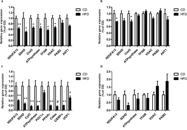 High-fat diet (HFD) promotes mitochondrial dysfunction in brown adipose tissue (BAT), and in liver and colon tissues.