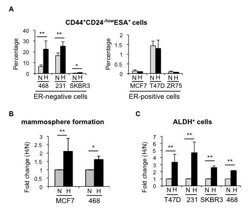 Hypoxia increases the percentage of CSCs in different breast cancer cell lines.
