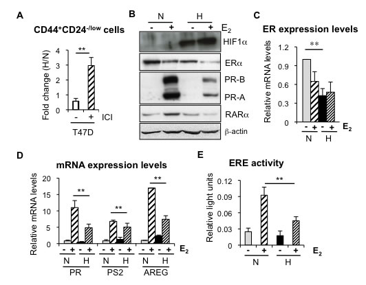 Hypoxia reduces ER expression and transcriptional activity.