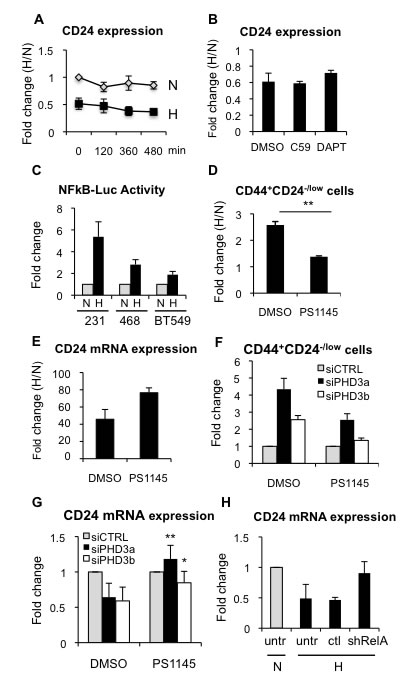 Hypoxia-dependent CD24 downregulation is mediated through NF&#x3ba;B.
