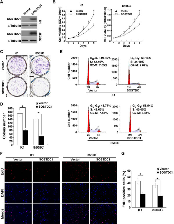Ectopic over-expression of SOSTDC1 inhibits the proliferation of thyroid cancer cells.