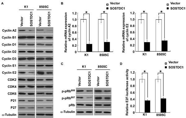 Ectopic over-expression of SOSTDC1 inhibits the expression of cyclinA2 and cyclin E2, and suppresses E2F transcriptional activity.