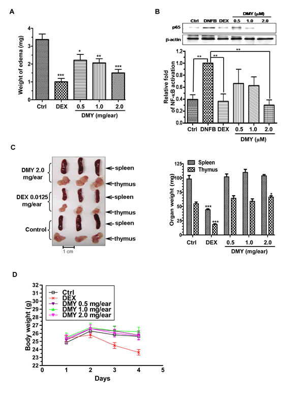 Anti-inflammatory effects of DMY in DNFB-induced DTH mice.