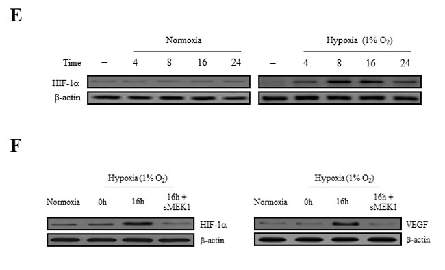 fig2b