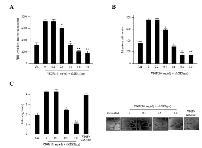 sMEK1 inhibits angiogenesis by abrogating endothelial cell proliferation, migration, and tube formation.