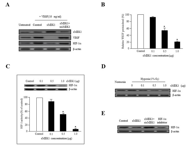 sMEK1 decreases VEGF and HIF-1&#x3b1; expression in ovarian carcinoma cells.