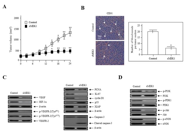 sMEK1 suppressed tumor growth by inhibiting angiogenesis
