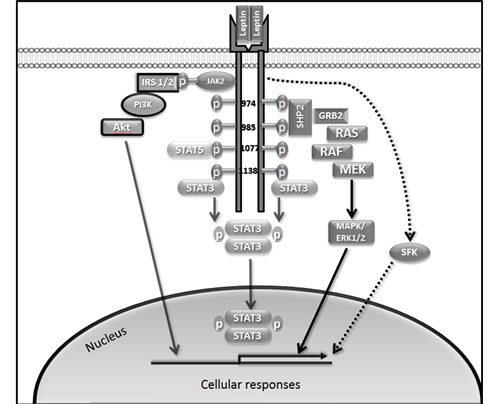 Role of LEPR-Long phosphorylation in leptin signalling.