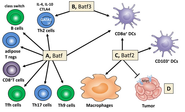 Batf family members regulate cell lineage development, macrophage activation and cancer growth.