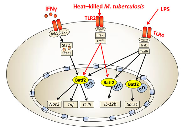Batf2/Irf1 controls macrophage-specific inflammatory responses.
