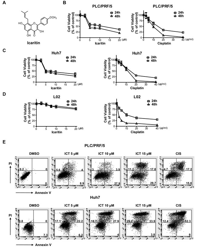 Icaritin treatment inhibits growth and induces apoptosis in HCC cells.