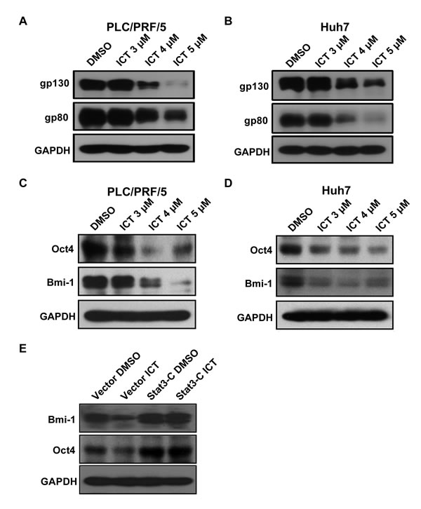 Icaritin treatment downregulates IL-6Rs expression and IL-6 signaling.